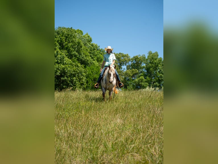 Pony de las Américas Yegua 6 años Alazán-tostado in Pittsboro