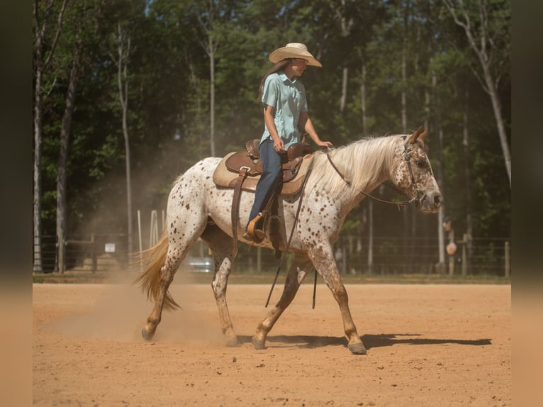 Pony de las Américas Yegua 6 años Alazán-tostado in Pittsboro