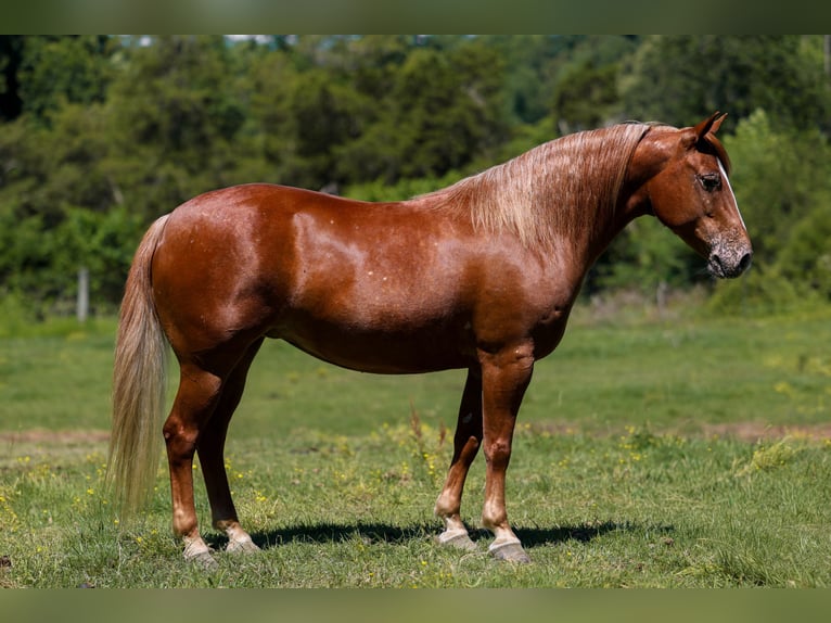 Pony de las Américas Yegua 7 años 142 cm Alazán rojizo in Somerset