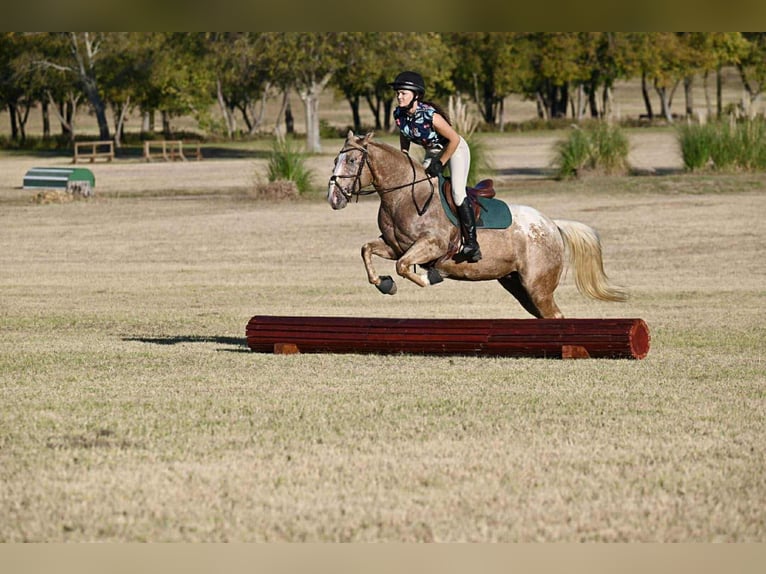 Pony de las Américas Yegua 7 años 142 cm Palomino in Forney