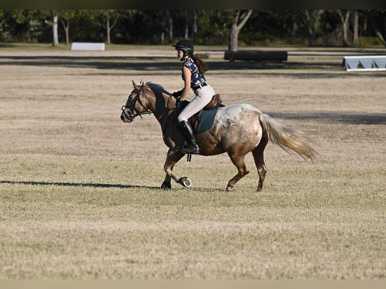 Pony de las Américas Yegua 7 años 142 cm Palomino in Forney
