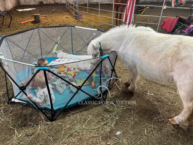 Pony de las Américas Yegua 7 años 99 cm White/Blanco in Republic, MO