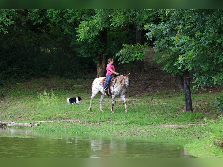 Pony de las Américas Yegua 7 años  in Talty, TX