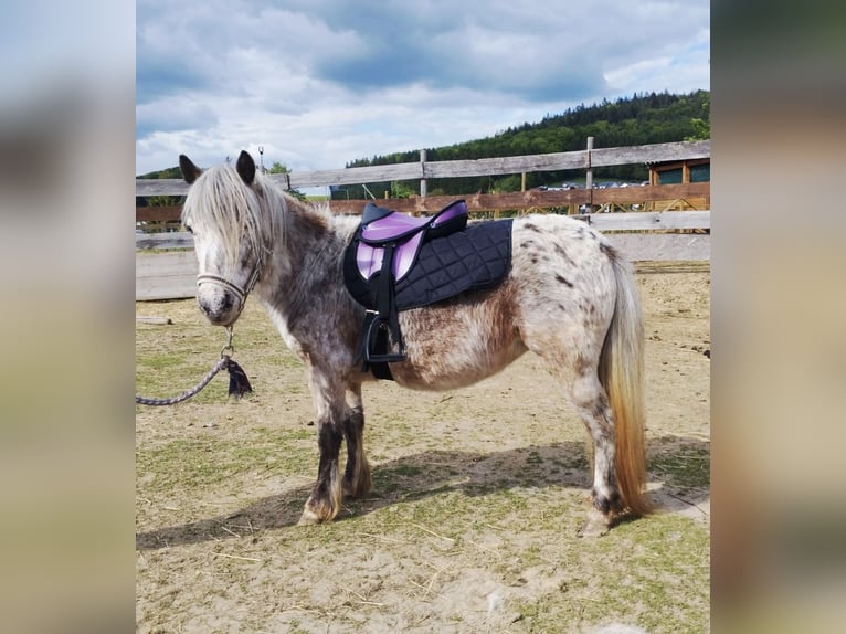 Pony de las Américas Yegua 8 años 100 cm Atigrado/Moteado in Wald-Michelbach