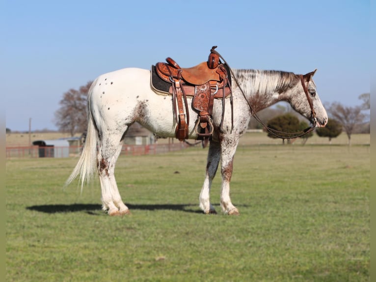 Pony de las Américas Yegua 8 años 145 cm Alazán-tostado in Grand Saline