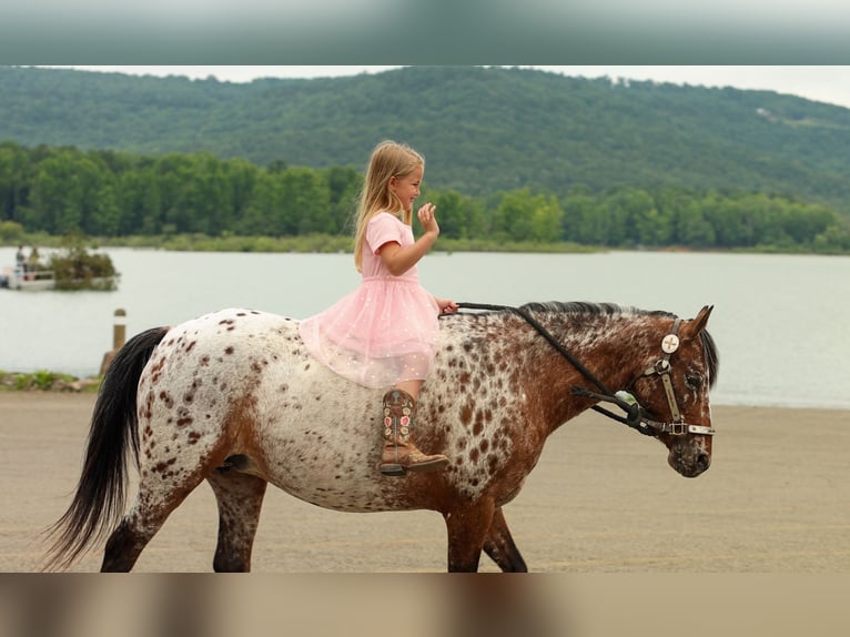 Pony de las Américas Yegua 8 años Alazán-tostado in Quitman