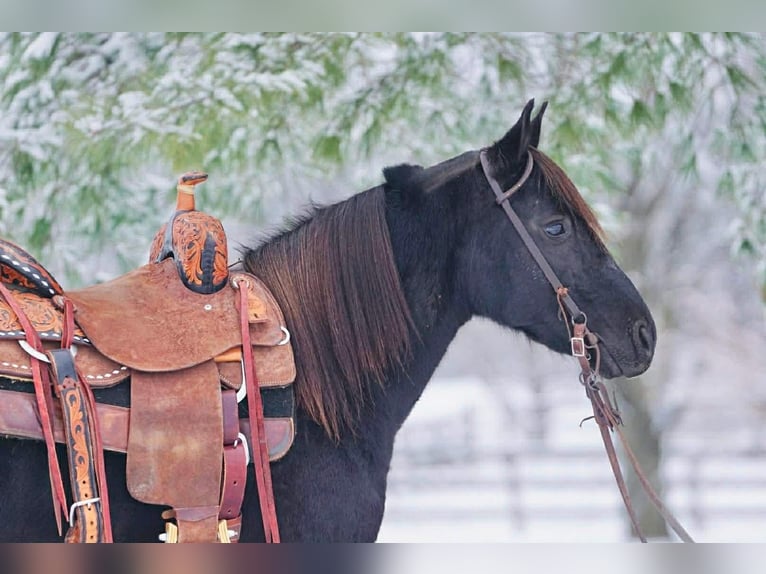 Pony de las Américas Yegua 9 años 135 cm Negro in Rineyville, KY