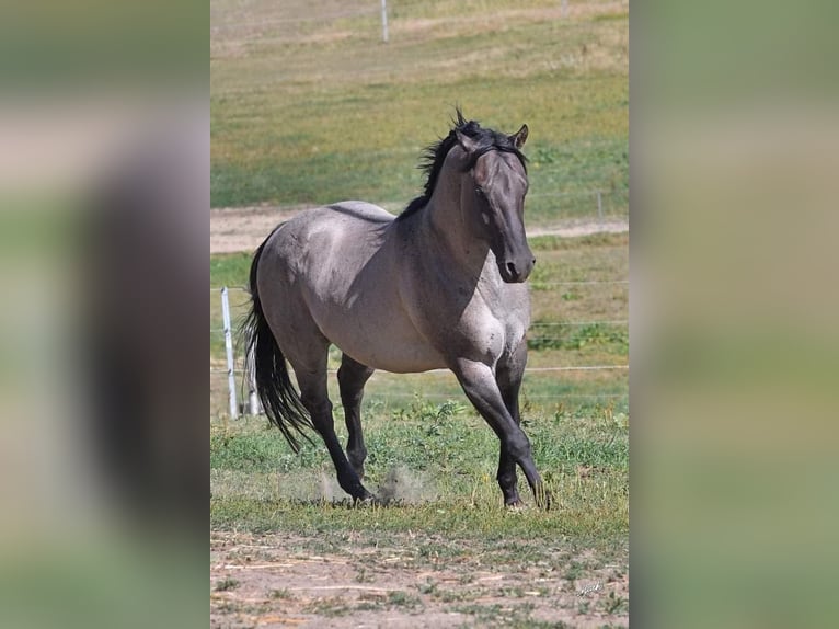 Pony de las Américas Yegua Potro (01/2026) 145 cm Grullo in Quitzdorf am See