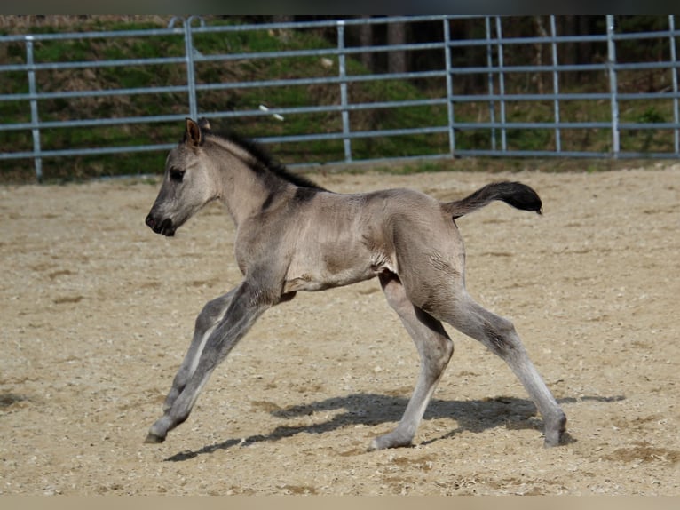 Pony de las Américas Yegua Potro (01/2026) 145 cm Grullo in Quitzdorf am See