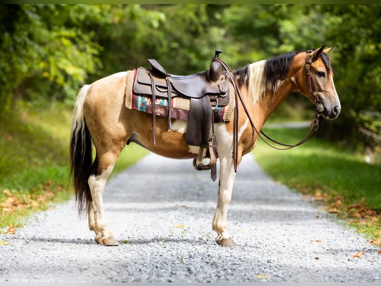 Pony delle Americhe Castrone 10 Anni 130 cm Pelle di daino in Ewing KY