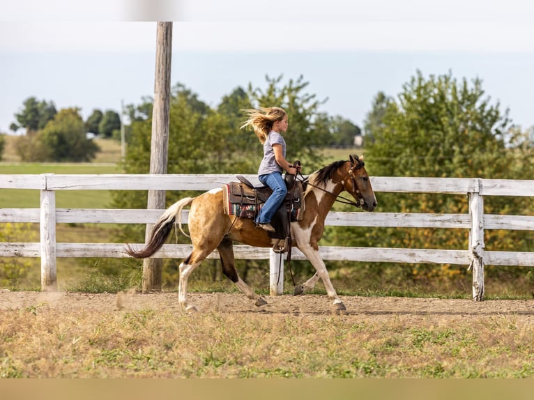 Pony delle Americhe Castrone 10 Anni 130 cm Pelle di daino in Ewing KY