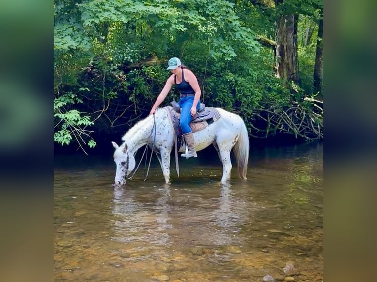 Pony delle Americhe Castrone 11 Anni 147 cm in Granby, CT