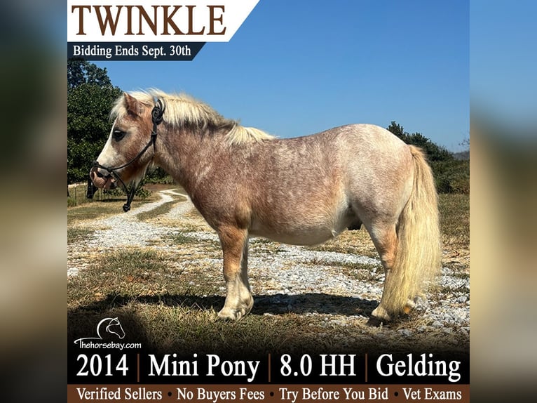 Pony delle Americhe Castrone 12 Anni 81 cm Roano rosso in Plato, MO