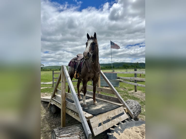 Pony delle Americhe Castrone 12 Anni Sauro scuro in Newfoundland