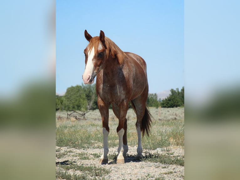 Pony delle Americhe Castrone 13 Anni 142 cm Roano rosso in Cody, WY