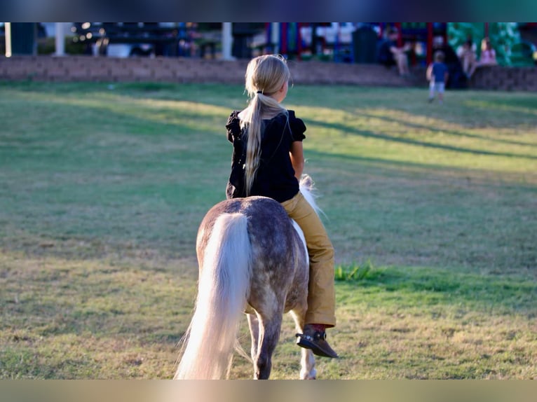 Pony delle Americhe Castrone 13 Anni 91 cm Pelle di daino in Stephenville TX