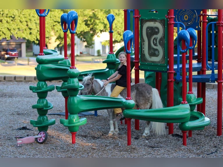 Pony delle Americhe Castrone 13 Anni 91 cm Pelle di daino in Stephenville TX