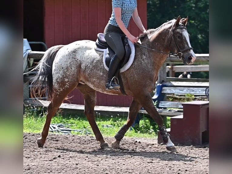 Pony delle Americhe Castrone 13 Anni Sauro scuro in Newfoundland