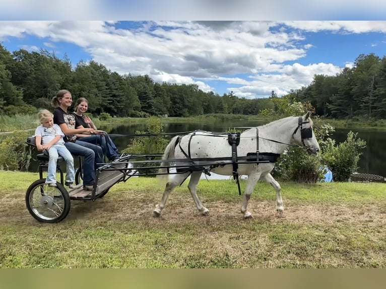 Pony delle Americhe Castrone 14 Anni 122 cm in Granville
