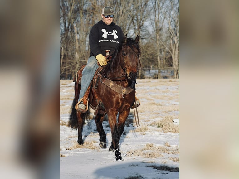 Pony delle Americhe Castrone 14 Anni 142 cm Sauro ciliegia in Rineyville