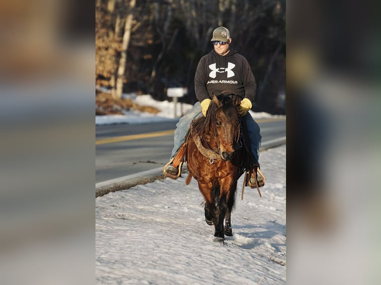 Pony delle Americhe Castrone 14 Anni 142 cm Sauro ciliegia in Rineyville