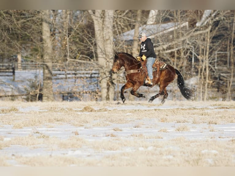 Pony delle Americhe Castrone 14 Anni 142 cm Sauro ciliegia in Rineyville