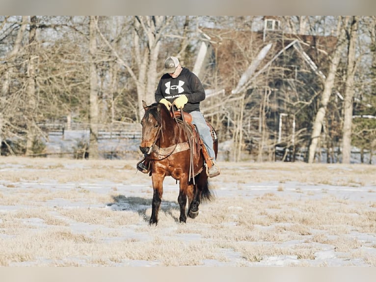 Pony delle Americhe Castrone 14 Anni 142 cm Sauro ciliegia in Rineyville