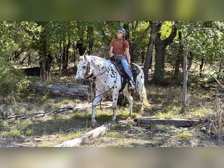 Pony delle Americhe Castrone 14 Anni Sauro ciliegia in Cleburne