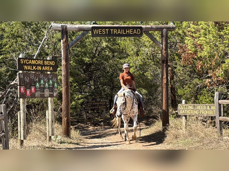 Pony delle Americhe Castrone 14 Anni Sauro ciliegia in Cleburne