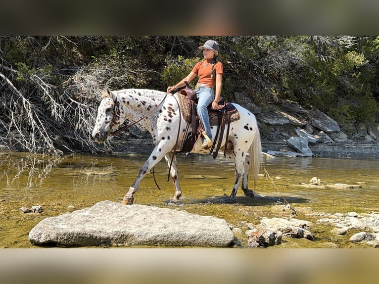 Pony delle Americhe Castrone 14 Anni Sauro ciliegia in Cleburne