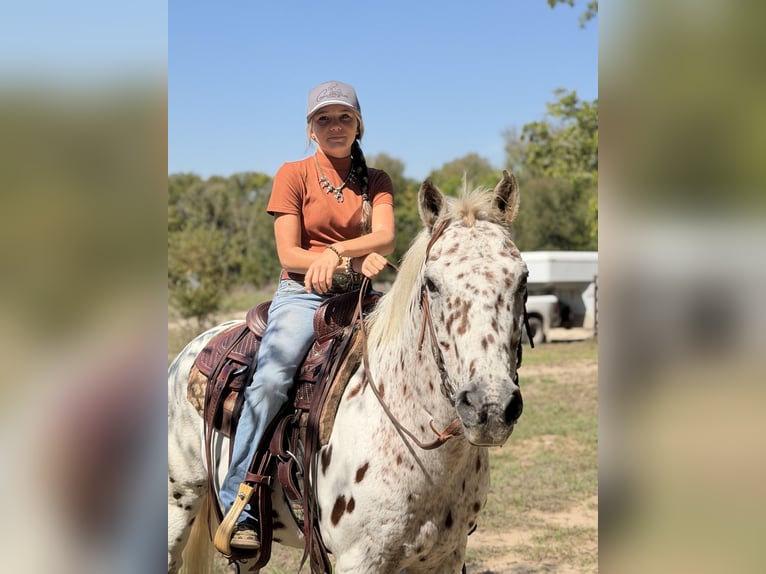 Pony delle Americhe Castrone 14 Anni Sauro ciliegia in Cleburne