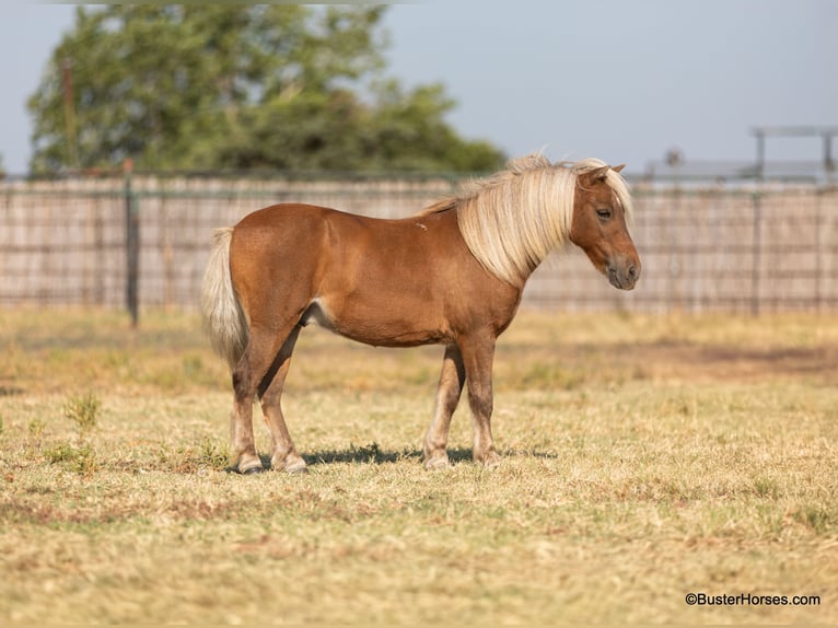 Pony delle Americhe Castrone 18 Anni 99 cm Sauro scuro in Weatherford TX