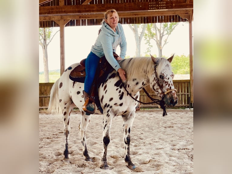 Pony delle Americhe Castrone 3 Anni 142 cm Leopard in Schopfheim