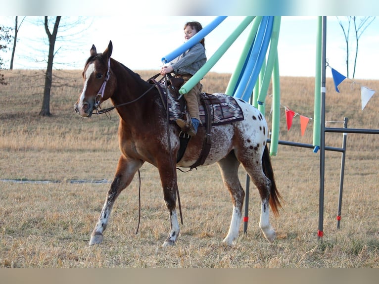 Pony delle Americhe Mix Castrone 4 Anni 145 cm  in Purdy