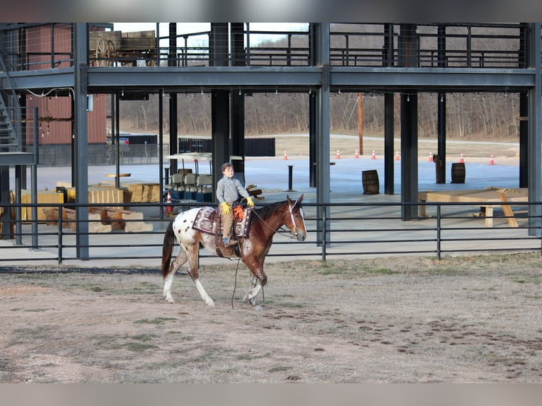 Pony delle Americhe Mix Castrone 4 Anni 145 cm  in Purdy