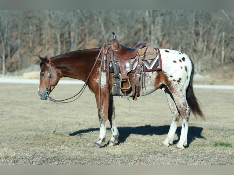 Pony delle Americhe Mix Castrone 4 Anni 145 cm  in Purdy