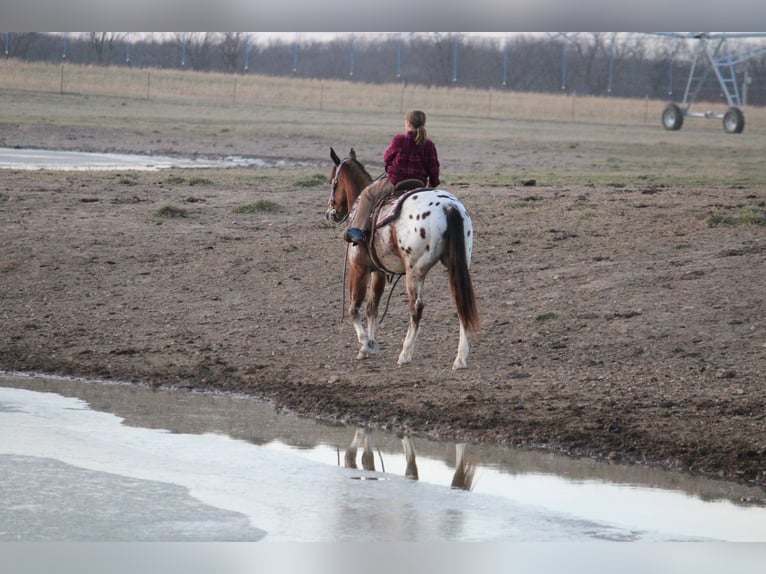 Pony delle Americhe Mix Castrone 4 Anni 145 cm  in Purdy