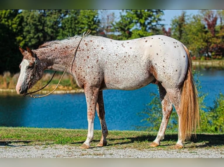 Pony delle Americhe Castrone 4 Anni 147 cm Roano rosso in Robards