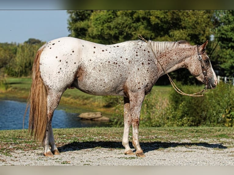 Pony delle Americhe Castrone 4 Anni 147 cm Sauro scuro in Robards