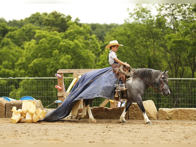 Pony delle Americhe Castrone 5 Anni 114 cm Grigio in Millersburg