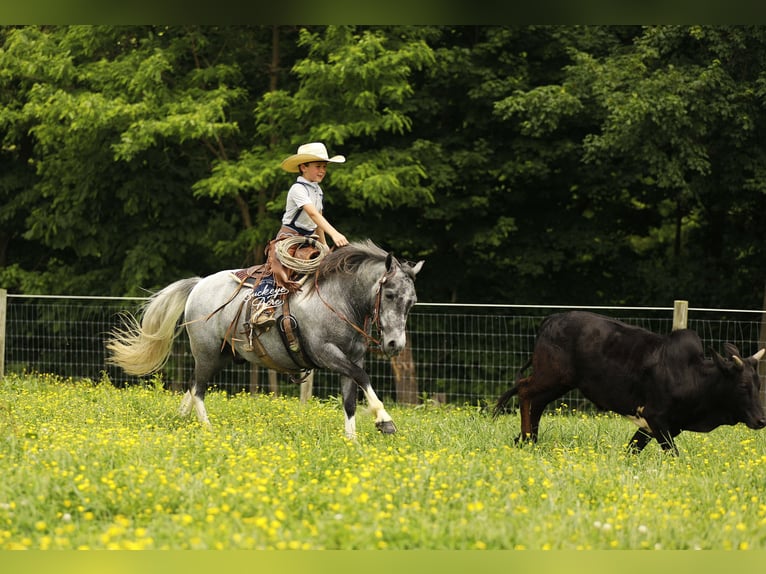 Pony delle Americhe Castrone 5 Anni 114 cm Grigio in Millersburg