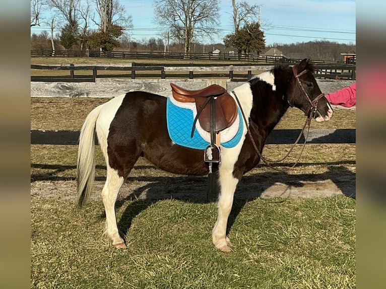 Pony delle Americhe Castrone 5 Anni 122 cm Tobiano-tutti i colori in Lexington