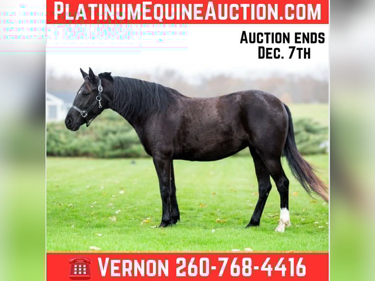 Pony delle Americhe Castrone 5 Anni 140 cm Morello in Shipshewana IN