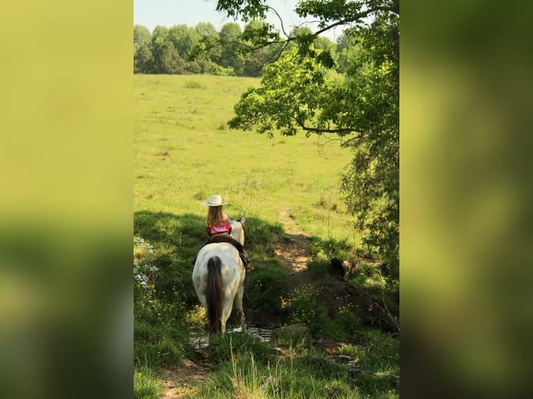 Pony delle Americhe Castrone 5 Anni 142 cm Pelle di daino in Horton