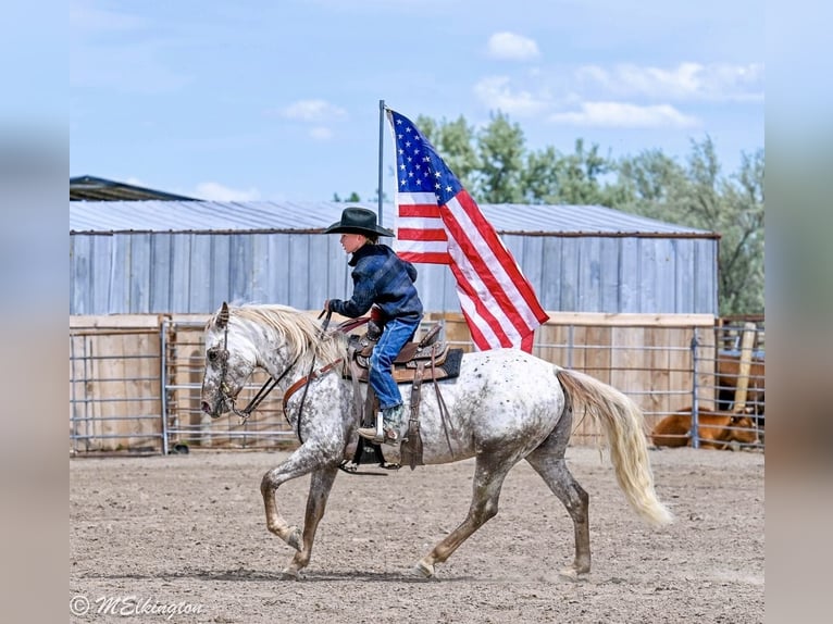 Pony delle Americhe Castrone 5 Anni 142 cm  in Rigby