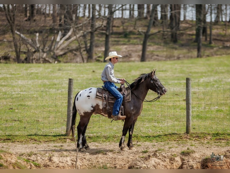 Pony delle Americhe Mix Castrone 5 Anni 145 cm Pezzato in Auburn