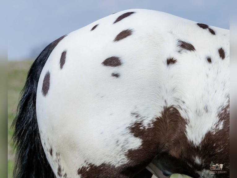 Pony delle Americhe Mix Castrone 5 Anni 145 cm Pezzato in Auburn