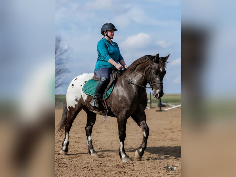 Pony delle Americhe Mix Castrone 5 Anni 147 cm Pezzato in Auburn