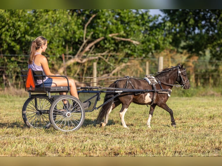 Pony delle Americhe Castrone 5 Anni 91 cm Tobiano-tutti i colori in Ewing KY