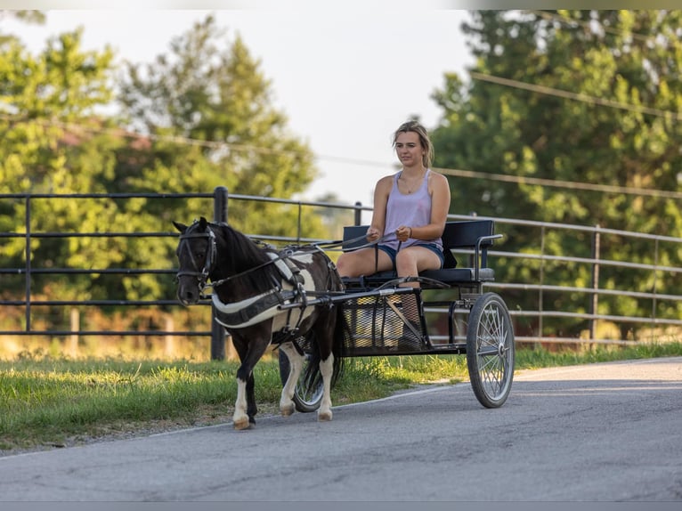 Pony delle Americhe Castrone 5 Anni 91 cm Tobiano-tutti i colori in Ewing KY